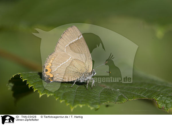 Ulmen-Zipfelfalter / white-letter hairstreak / THA-03428