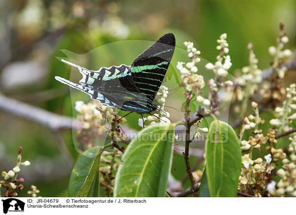 Urania-Schwalbenschwanz / Urania swallowtail moth / JR-04679