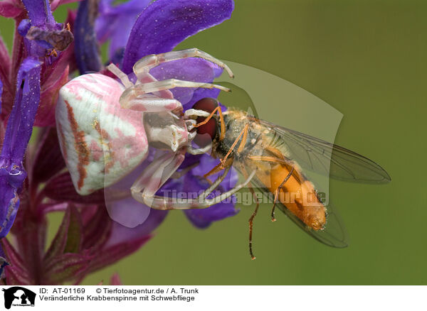 Vernderliche Krabbenspinne mit Schwebfliege / goldenrod crab spider with hoverfly / AT-01169