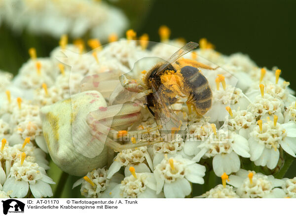 Vernderliche Krabbenspinne mit Biene / AT-01170