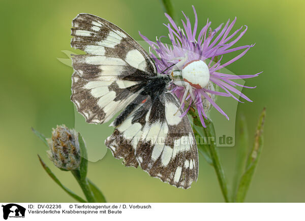 Vernderliche Krabbenspinne mit Beute / goldenrod crab spider with prey / DV-02236