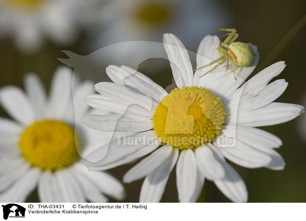 Vernderliche Krabbenspinne / THA-03431