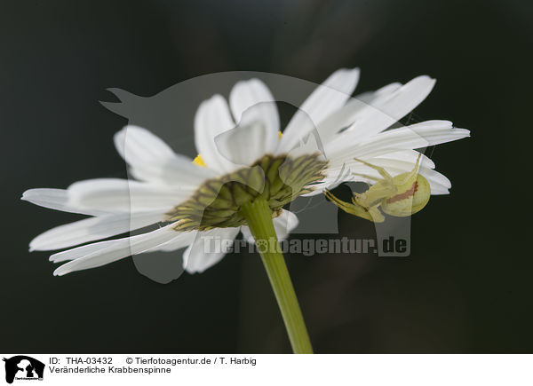 Vernderliche Krabbenspinne / goldenrod crab spider / THA-03432