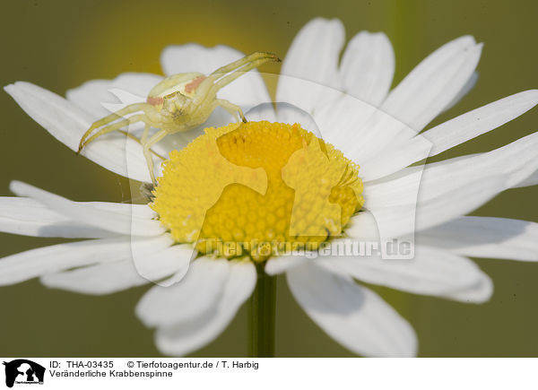 Vernderliche Krabbenspinne / goldenrod crab spider / THA-03435