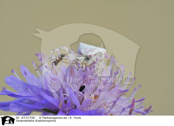 Vernderliche Krabbenspinne / goldenrod crab spider / AT-01759