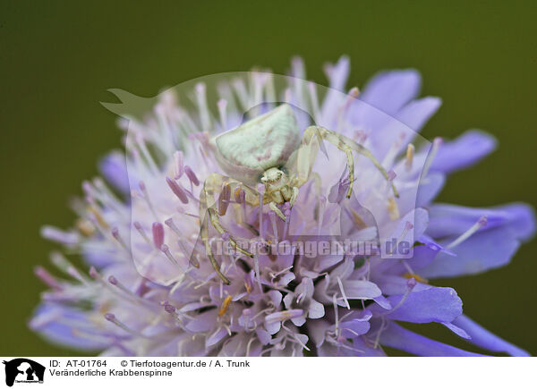 Vernderliche Krabbenspinne / AT-01764