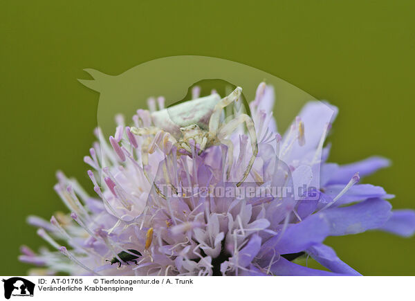 Vernderliche Krabbenspinne / goldenrod crab spider / AT-01765