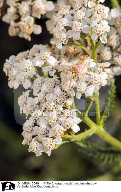 Vernderliche Krabbenspinne / goldenrod crab spider / MBS-15549