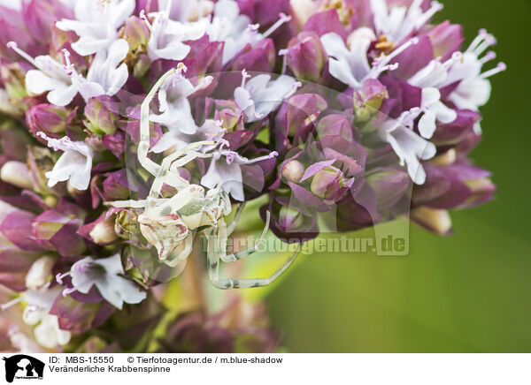 Vernderliche Krabbenspinne / goldenrod crab spider / MBS-15550