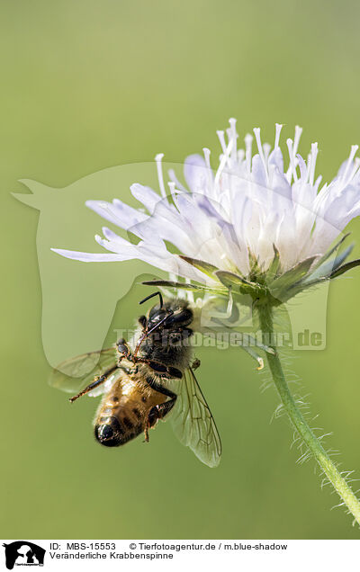 Vernderliche Krabbenspinne / goldenrod crab spider / MBS-15553