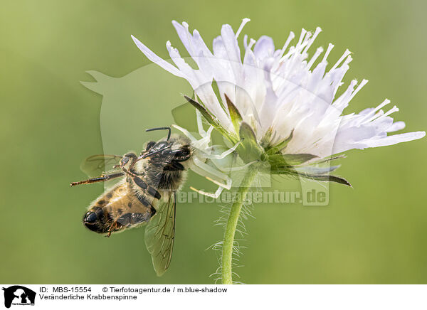 Vernderliche Krabbenspinne / goldenrod crab spider / MBS-15554