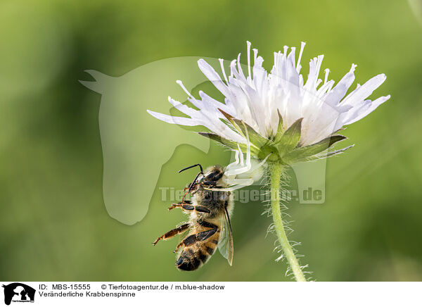 Vernderliche Krabbenspinne / goldenrod crab spider / MBS-15555