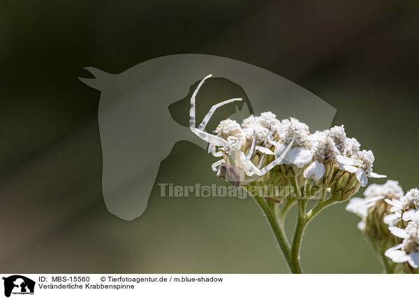 Vernderliche Krabbenspinne / goldenrod crab spider / MBS-15560