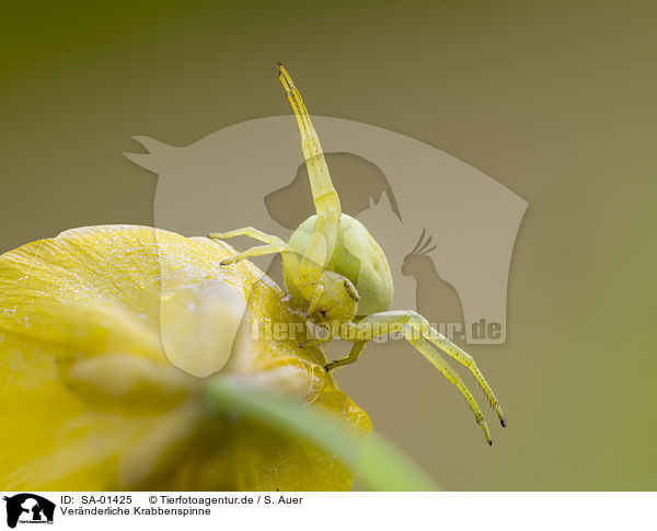 Vernderliche Krabbenspinne / flower crab spider / SA-01425