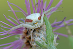 Vernderliche Krabbenspinne