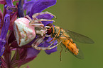 Vernderliche Krabbenspinne mit Schwebfliege