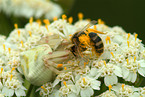 Vernderliche Krabbenspinne mit Biene