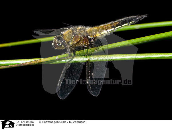 Vierflecklibelle / dragonfly / DV-01357