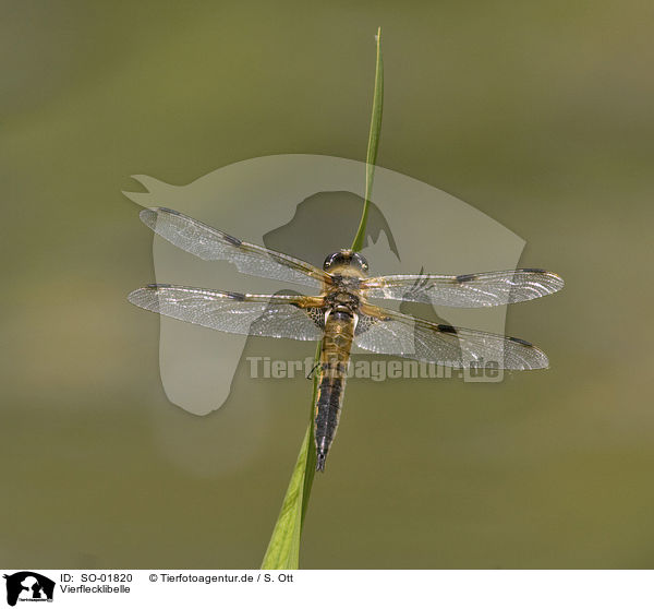 Vierflecklibelle / four-spotted chaser / SO-01820