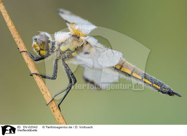 Vierflecklibelle / four-spotted chaser / DV-02042
