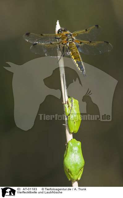 Vierflecklibelle und Laubfrsche / four-spotted chaser and greenbacks / AT-01183