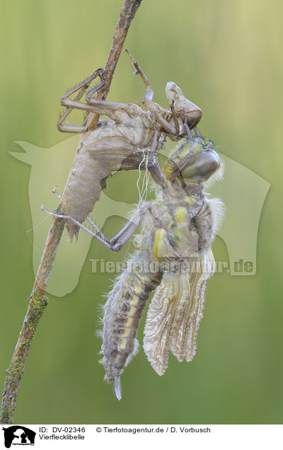 Vierflecklibelle / four-spotted chaser / DV-02346