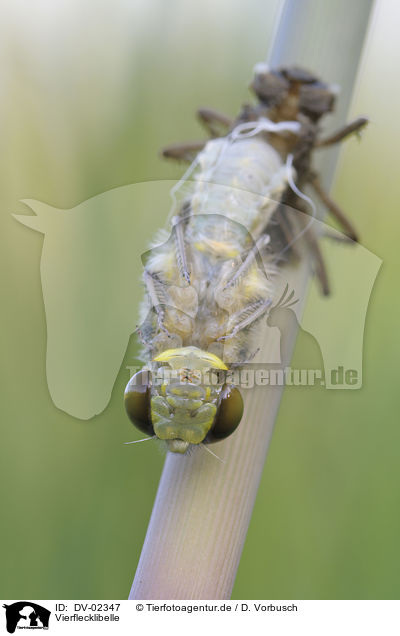 Vierflecklibelle / four-spotted chaser / DV-02347