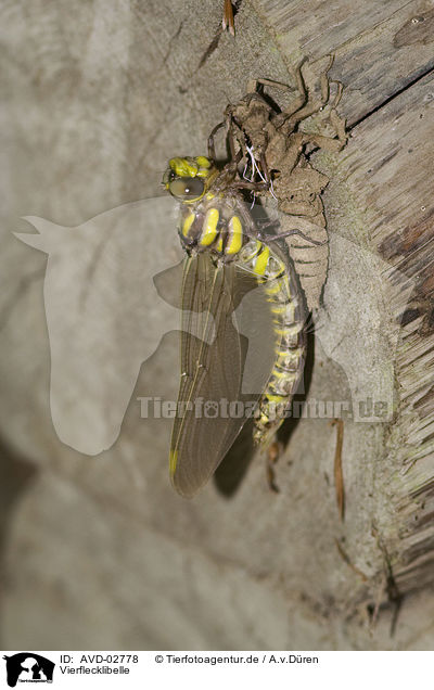 Vierflecklibelle / four-spotted chaser / AVD-02778