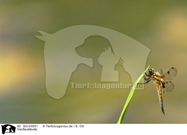 Vierflecklibelle / four-spotted chaser / SO-03651