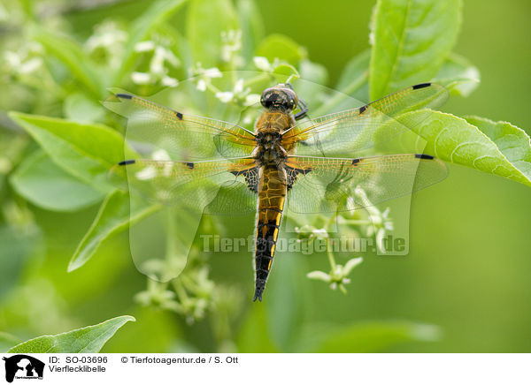 Vierflecklibelle / four-spotted chaser / SO-03696