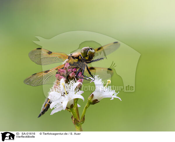 Vierflecklibelle / four-spotted chaser / SA-01616