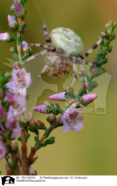 Vierfleck-Kreuzspinne / cross spider / DV-02043