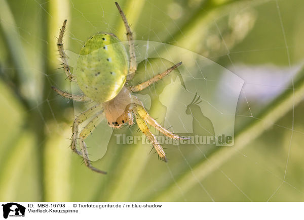 Vierfleck-Kreuzspinne / cross spider / MBS-16798