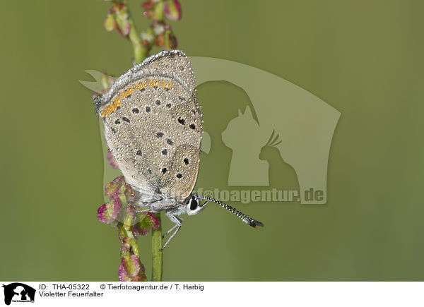 Violetter Feuerfalter / purple-shot copper / THA-05322