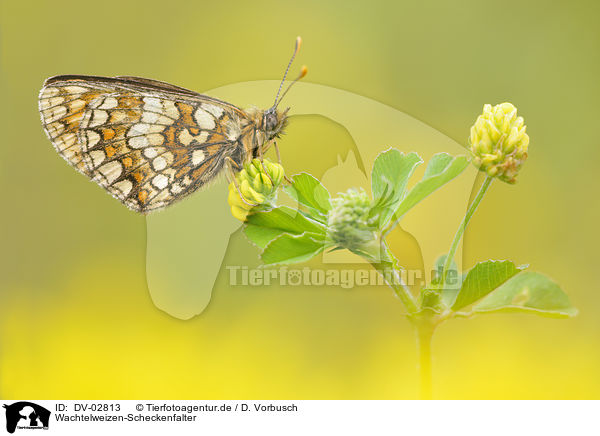 Wachtelweizen-Scheckenfalter / heath fritillary / DV-02813