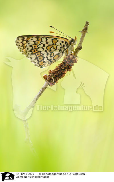 Gemeiner Scheckenfalter / heath marsh fritillary / DV-02977