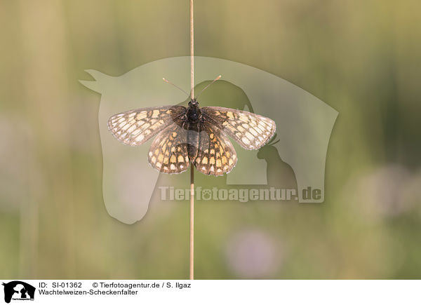 Wachtelweizen-Scheckenfalter / heath fritillary / SI-01362