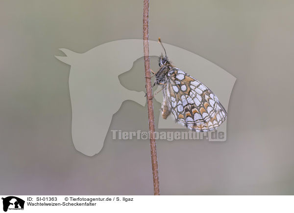Wachtelweizen-Scheckenfalter / heath fritillary / SI-01363