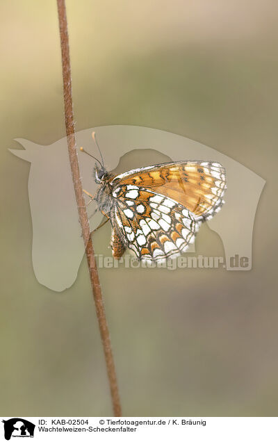 Wachtelweizen-Scheckenfalter / heath fritillary / KAB-02504