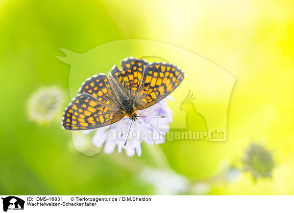Wachtelweizen-Scheckenfalter / heath fritillary / DMS-16831