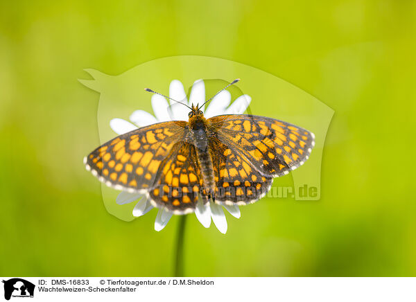 Wachtelweizen-Scheckenfalter / heath fritillary / DMS-16833