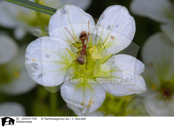 Waldameise / wood ant / JOH-01105