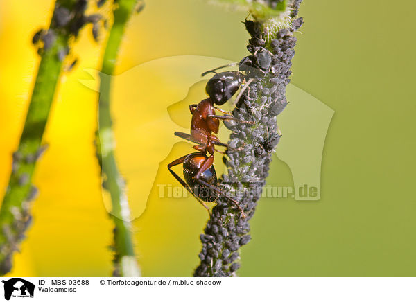 Waldameise / ant / MBS-03688