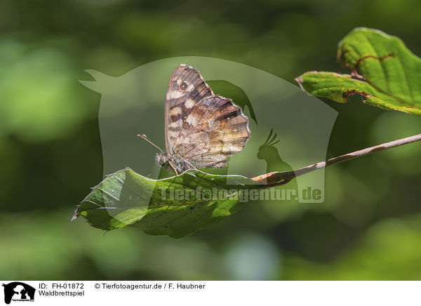 Waldbrettspiel / speckled wood butterfly / FH-01872