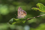 Waldbrettspiel