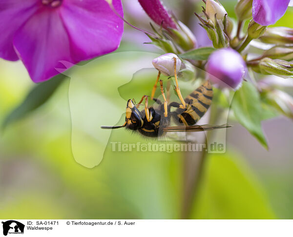 Waldwespe / wood wasp / SA-01471