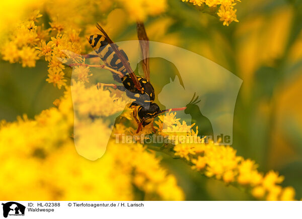 Waldwespe / tree wasp / HL-02388