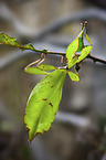 Wandelndes Blatt