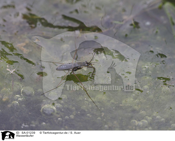 Wasserl�ufer / SA-01239