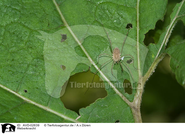 Weberknecht / harvestman / AVD-02639